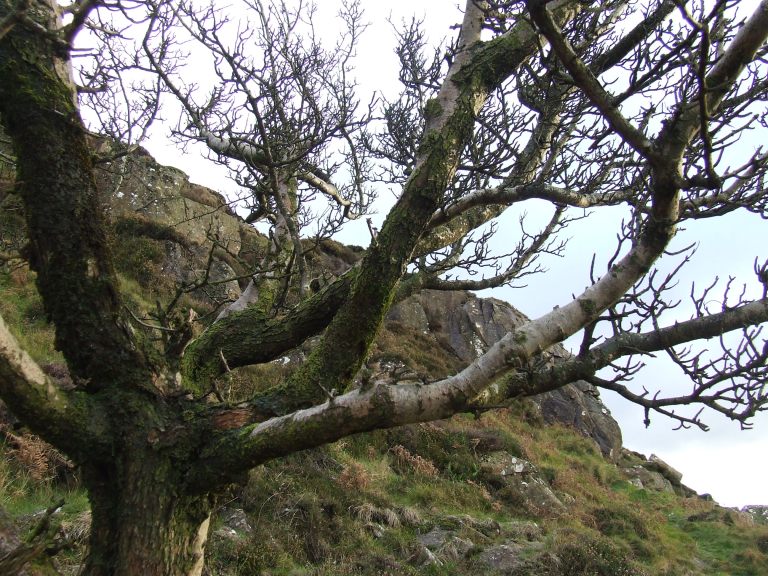 FAIRY TREE 0N SLEMISH